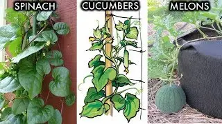 6 Climbing and Vining Vegetables You Can Grow In Containers