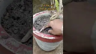 tecoma plant care | How To Grow & Care Tecoma Plant In Pots at Home #youtubeshorts #shorts