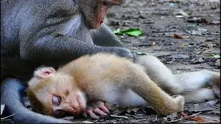 Abandoned monkey was tired and no food for eating but Amber group was offer him nice grooming