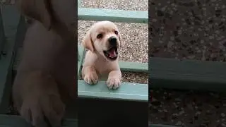 puppy sound🐶Labrador puppy barking sound🔊lab puppy funny shorts #shorts #dog #dogs #puppy #ytshorts