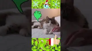 #pet #pets #dog #cat #fart #shorts #Who #farted ?