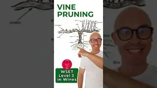 Vine Pruning | WSET Level 3 in Wines @thirstyandwise