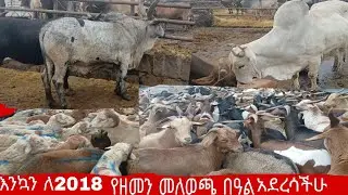 በአዲስ አበባ የ2018 የዘመን መለወጫ በዓል  የበሬ ፣ የበግ እና የፍየል ዋጋ  