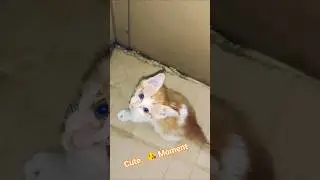 &ldquo;Cute Kitten Is Crying Meow Meow 😿💔 | Talking Cat Short&rdquo;#CuteKitten#MeowMeow#TalkingCat#CatShorts