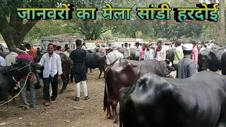 जानवरों का मेला सांडी हरदोई उत्तर प्रदेश animals bajar Sandi Hardoi 😉😁😉😁