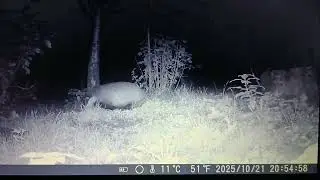 WILDKAMERA IM GARTEN. DACHS, GANZ SCH&Ouml;N DICK.