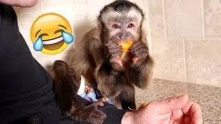 Baby Monkey Eats First Mandarin Orange!!