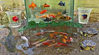 Wow! Tangkap Ikan Hias Warna warni di Sungai, Ikan Lele, Ikan Cupang, Ikan Mas Koki, Ikan Komet