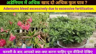 फरवरी के बाद अगर चाहिए अधिक फ्लावर तो यह काम जरूर ॥1 January 2026 ॥ Secret tips of adenium plant