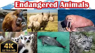 Top 10 Most Endangered Animals in the World 🐘🦏 | Nature | Discovery