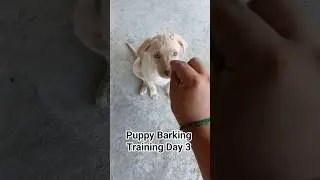 Puppy Barking Training Day 3.#puppy #labrador #ytshorts ,#shortvideo