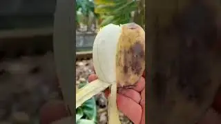 Latundan banana #shorts #twin  🙏👍& subscribe 🤗