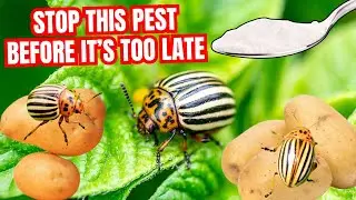 How to Get Rid of Colorado Potato Beetles Naturally
