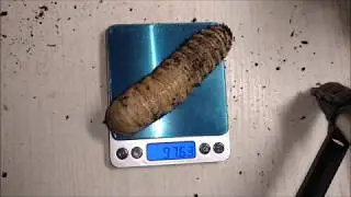 The goliath beetle larvae, they are huge! (Goliathus regius)