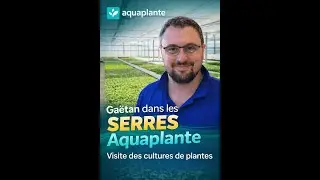 Comment sont cultiv&eacute;es les plantes Aquaplante ? Visite chez nos producteurs aux Pays-Bas 🌿