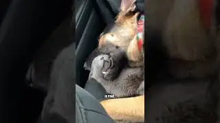 Cat falls asleep in German Shepherd's mouth 😂