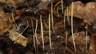 Macrotyphula juncea