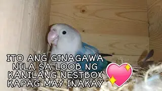 ANO GINAGAWA NG ATING MGA ALAGANG LOVEBIRDS SA LOOB NG KANILANG NESTBOX?