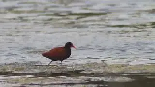 Jacana (Jacana jacana) en lagunas del Rio V - Villa Mercedes, San Luis