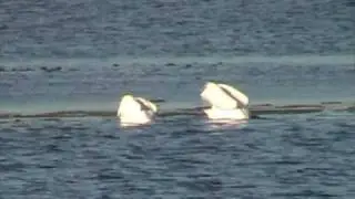 American White Pelican (Pelecanidae: Pelecanus erythrorhynchos) Feeding
