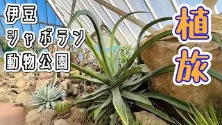 【植旅】サボテンパラダイス！伊豆シャボテン動物公園