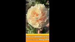 Пион Elsa von Brabant / Сад Ворошиловой #shorts #elsavonbrabant #садворошиловой #цветы #пионы #peony