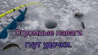 Навага на Русском Острове. Зимняя Рыбалка в бухте Житкова. Ловля Наваги на Махалки.