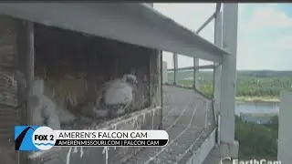 Get a bird&rsquo;s eye view of Peregrine Falcons from Ameren&rsquo;s Falcon Cam