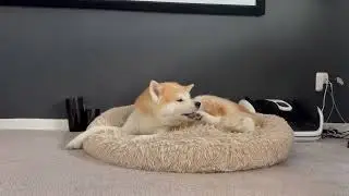 Cozy Pet Moments  Dog & Cat