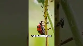 Sureau : la meilleure arme anti puceron