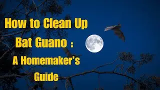 How to Safely Clean Bat Guano at Home