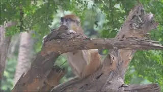 Patas or Hussar monkey, Kasi Rayappa