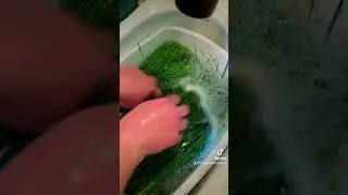 Foraged Onion Grass for Dehydrating Into &lsquo;Chives&rsquo;