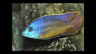 De Mooiste Speciaal Aquaria deel 2