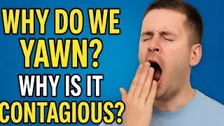 Why Do We Yawn? | Brain‑Cooling and Empathy Explained