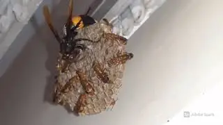 War of the wasps...[Big wasp attacking small wasps]  :[