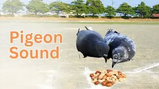 Melodic Murmurs: The Enchanting Symphony of Pigeon Sounds
