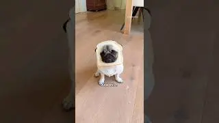 And now you know! 🤓🍞 #pug #dog #funny