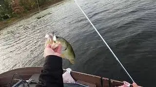 Fall Time Bucket Mouth