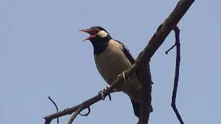 Wild Shama Bird Chirping Sound | Myna Bird Sound