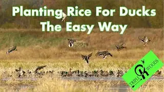 Planting Rice For Waterfowl The Easy Way - No Tractor - Food Plot - #hunting #ducks #waterfowl #rice