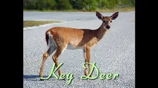 Key Deer