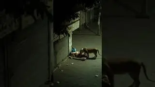 Lion🦁😳finds🥰man sleeping on the street in Gujarat India #Indian #lion #shorts #youtubeshorts