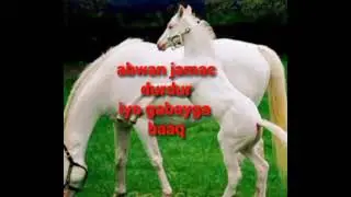 abwan jamac durdur & gabayga baaq wagii horiyo hada faraqa u dhexeya💯