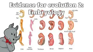 Evidence for Evolution - Embryology