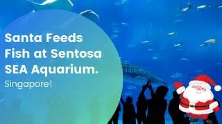 Santa feeds fish at Sentosa SEA Aquarium | Sea aquarium