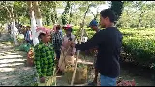 BlueEye In Kakajan Tea Estate - Amalgamated Plantation | Zero Human Intervention |