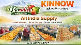 Latest kinnow Price 2025 l Abohar Kinnow Packing Procedure l Fresh Kinnow l #kinnow #orange #fruit 