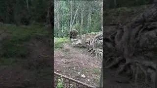 Bear park in Norway||Bj&oslash;rnepark,norway|amazing place in Norway #viral #norway #nature #bearpark
