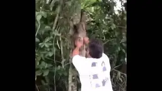 A man saved a sloth and as an answer he got smile from the sloth 🤩🤩🤩